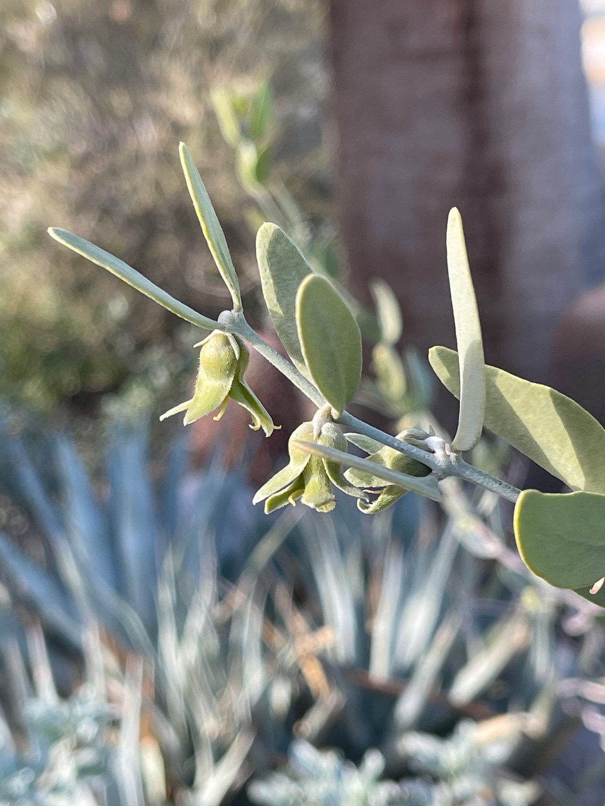 Jojoba
