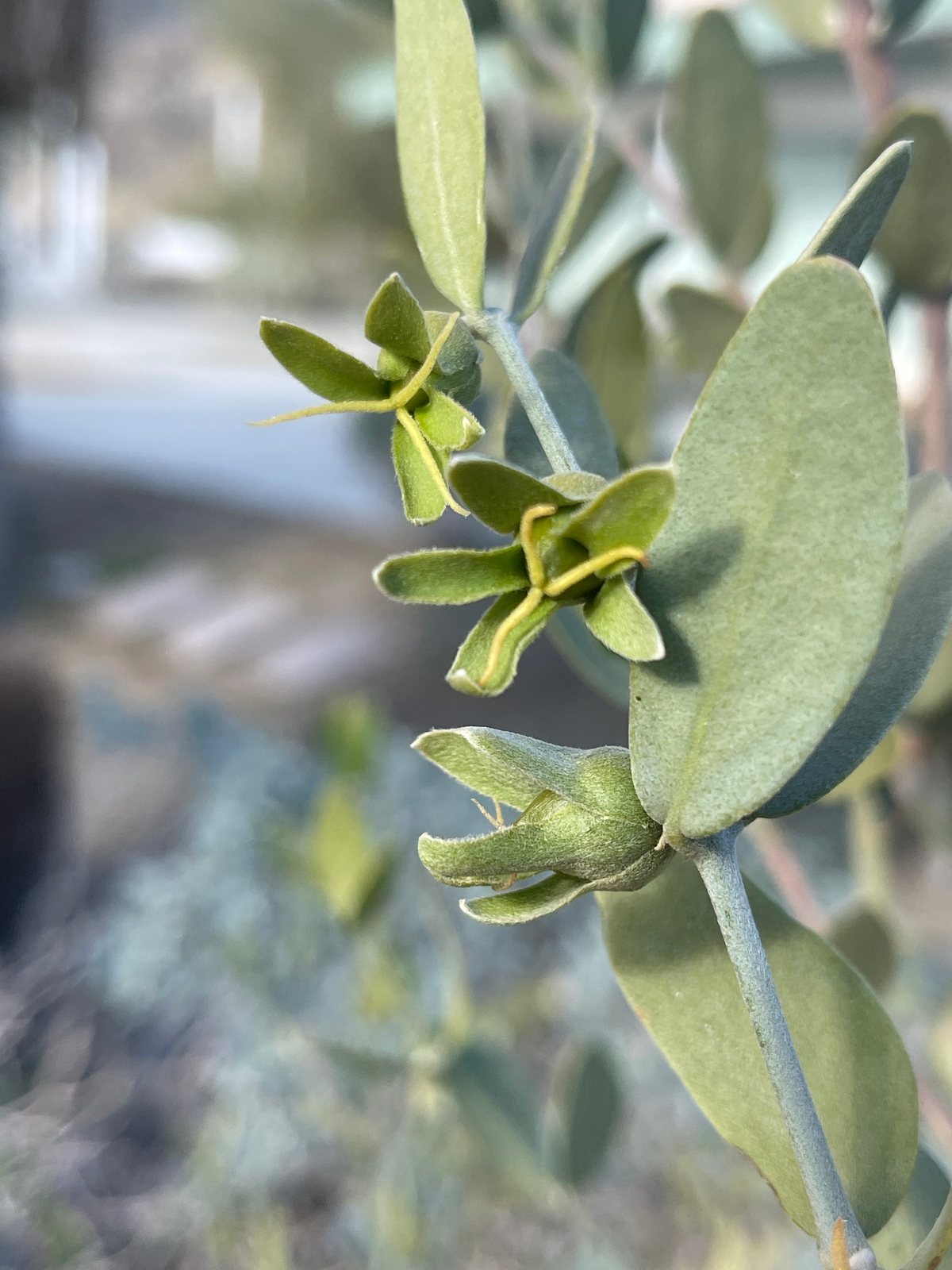Jojoba