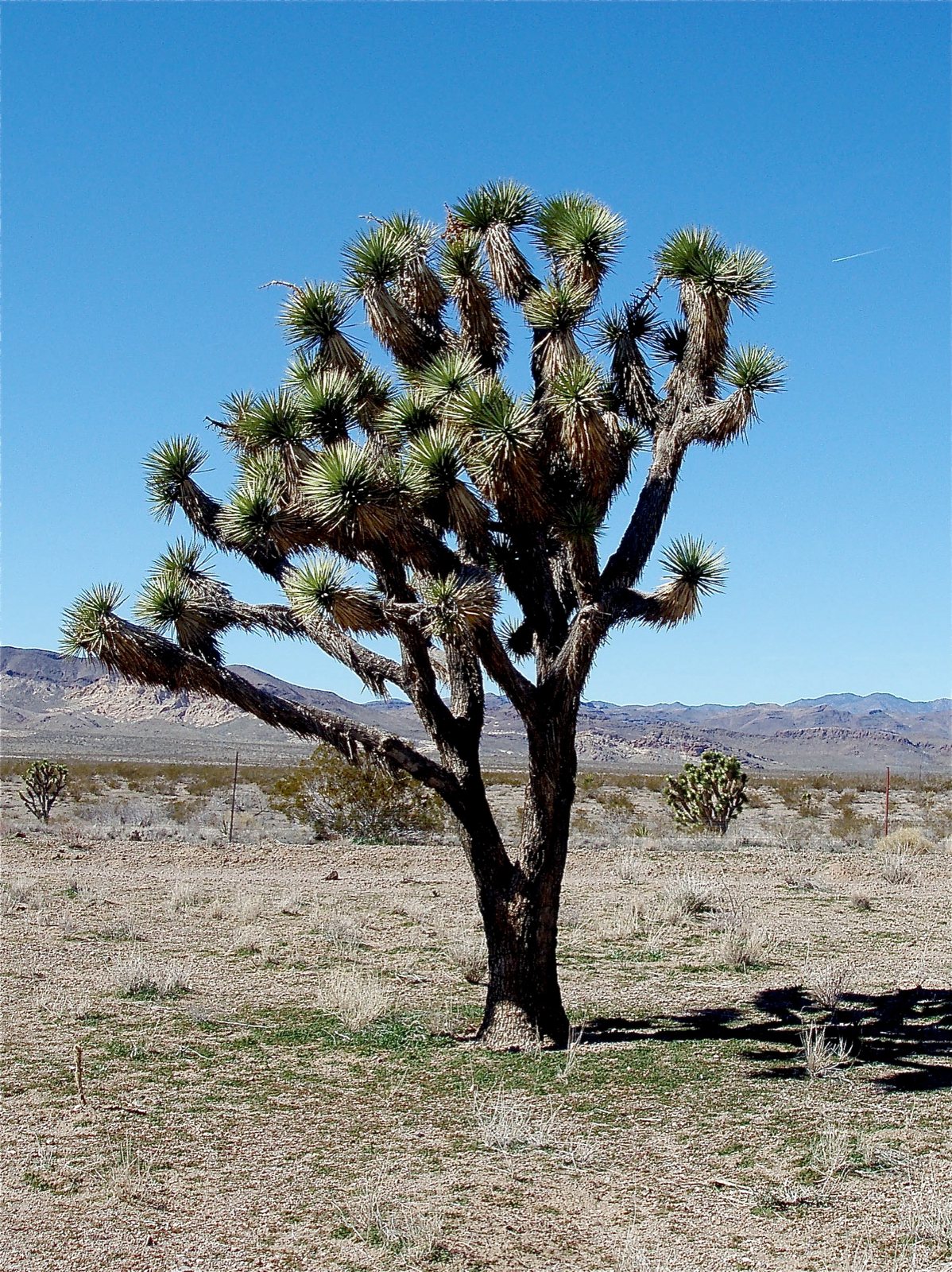 Joshua tree