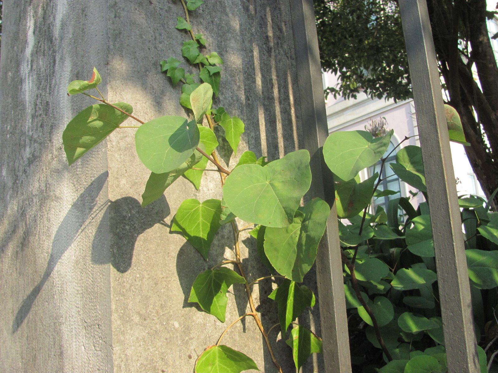 Judas tree