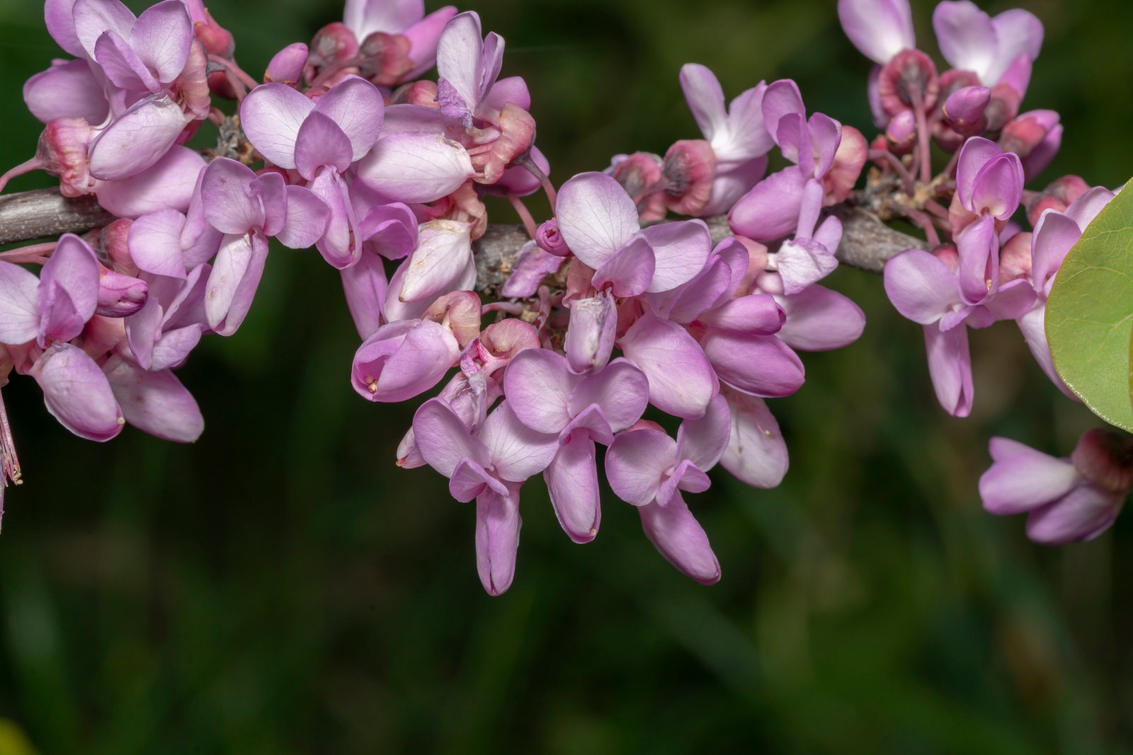Judas tree