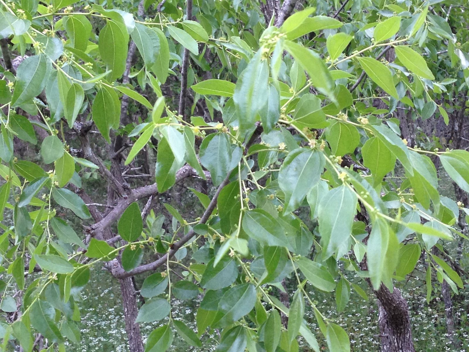 Jujube