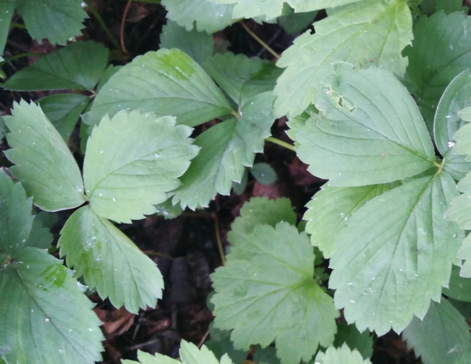 June-bearing strawberry 'Honeoye'