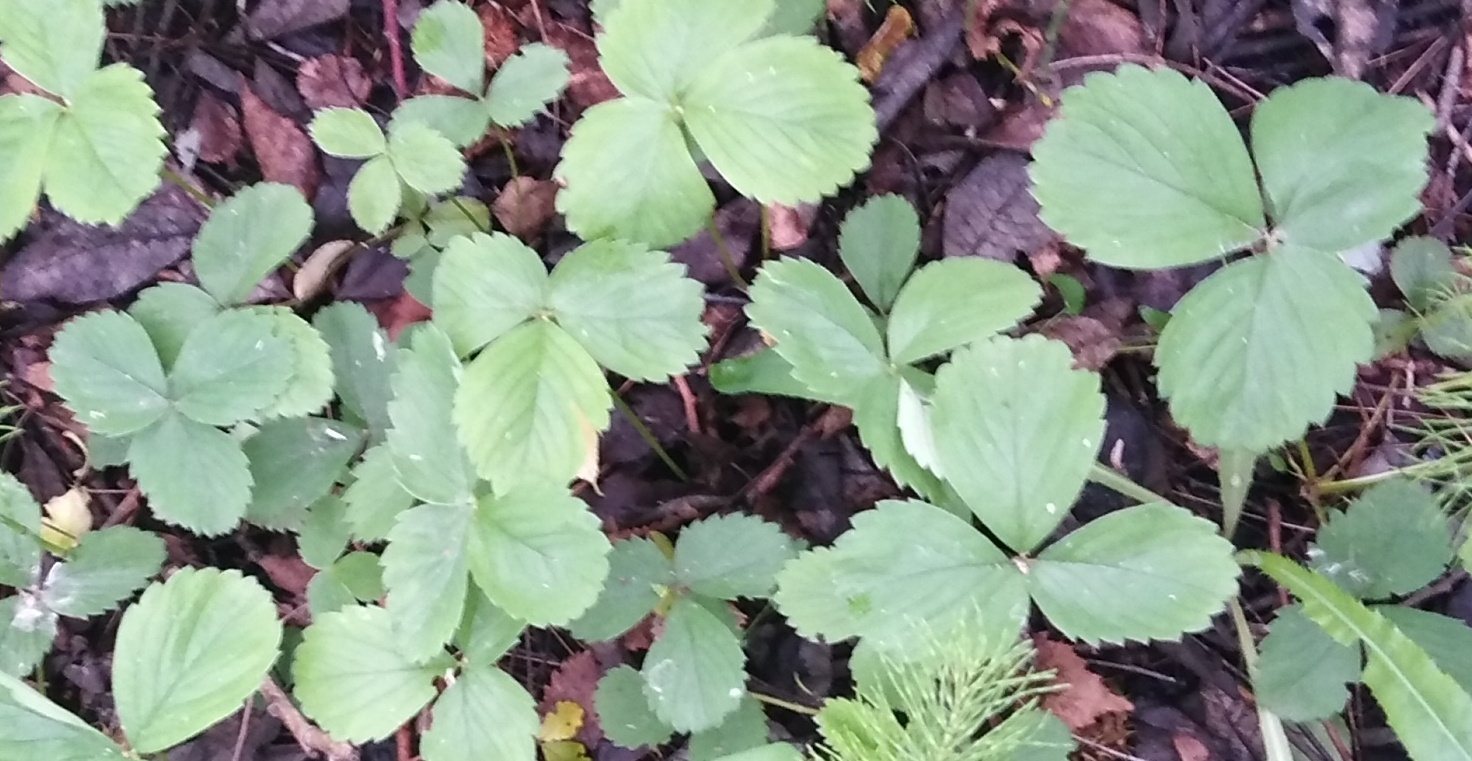 June-bearing strawberry 'Honeoye'