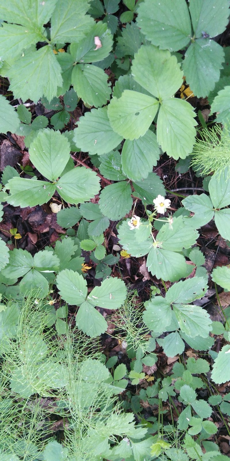 June-bearing strawberry 'Honeoye'