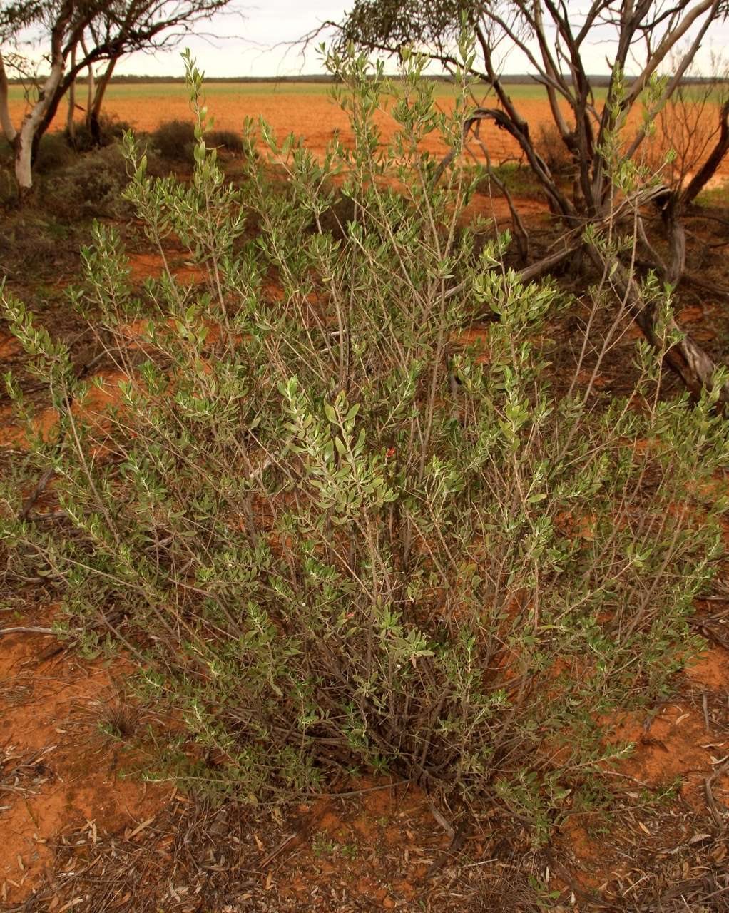 Kalbarri Carpet emu bush