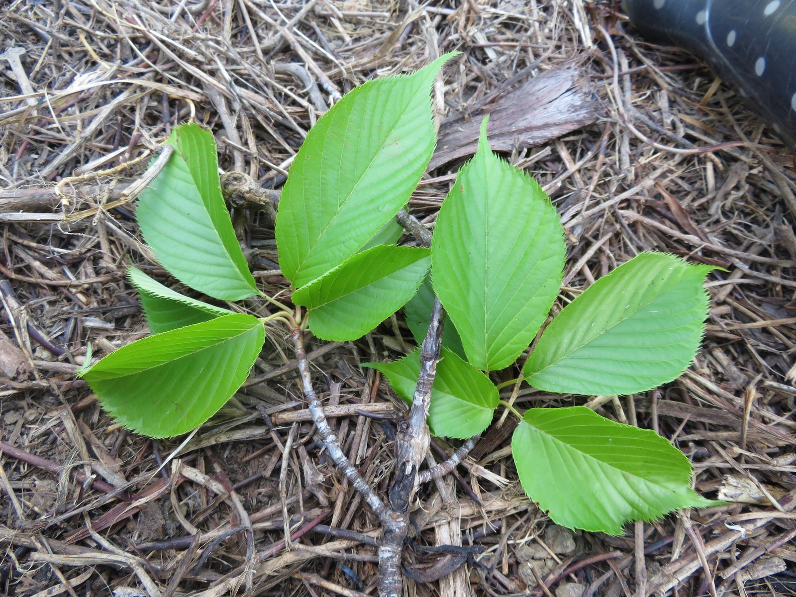 Kanzan cherry
