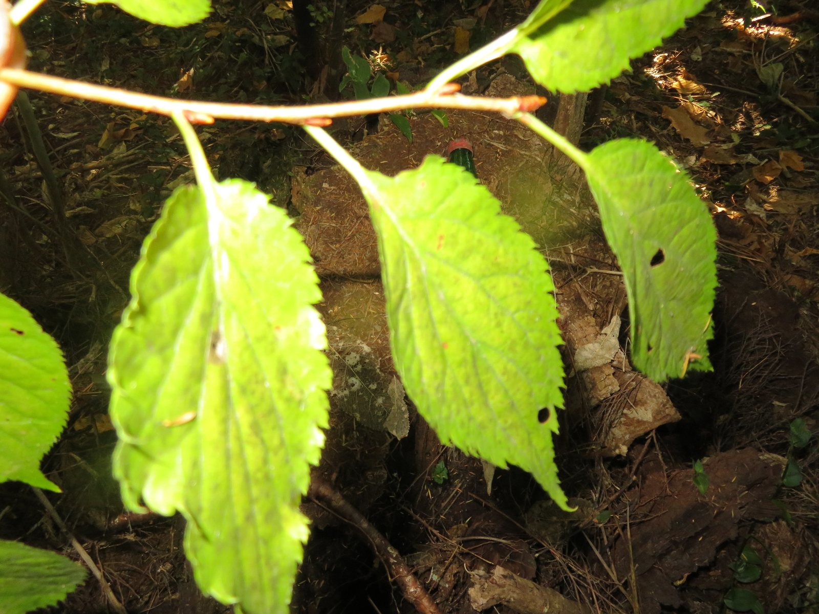 Kanzan cherry