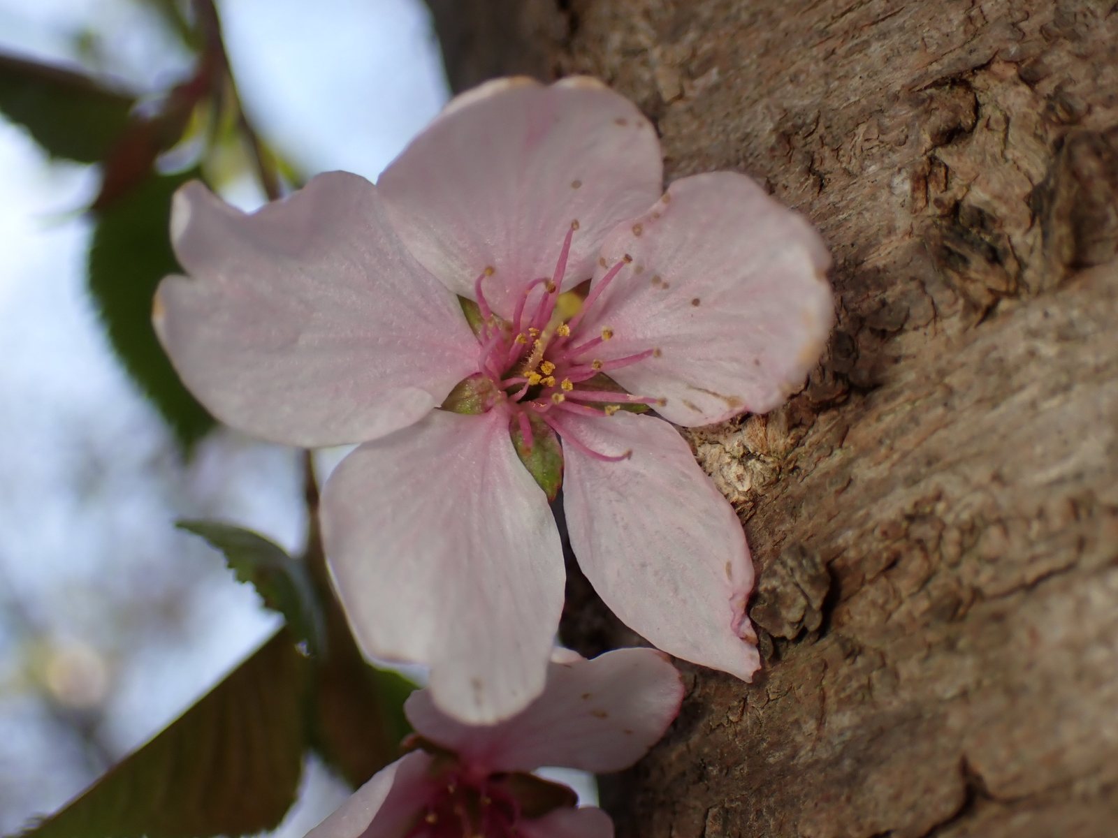 Kanzan cherry