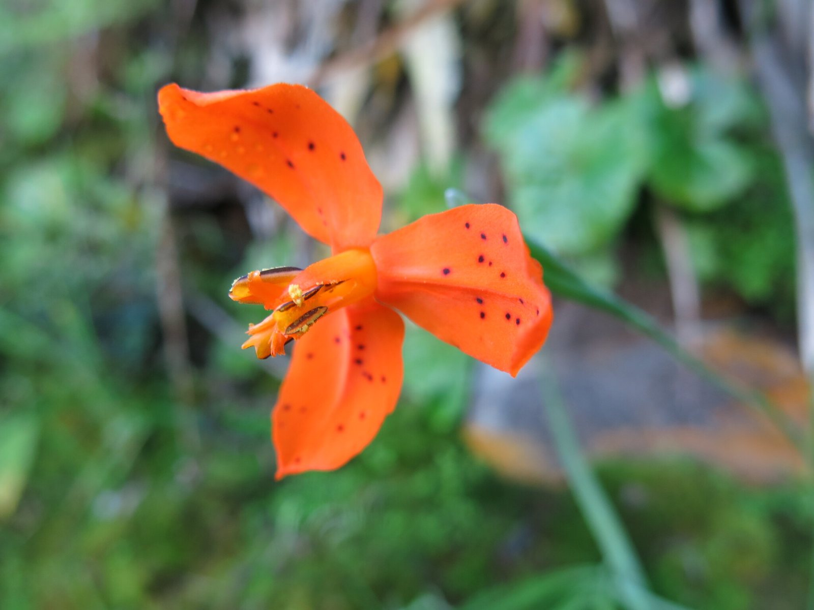 Katharine Hodgkin dwarf iris