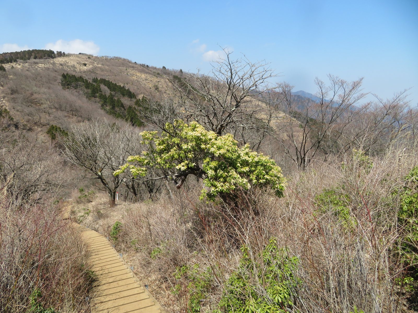Katsura pieris