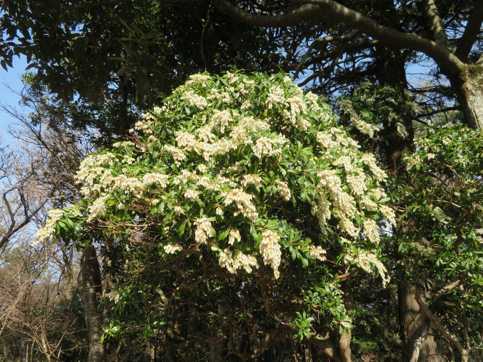 Katsura pieris