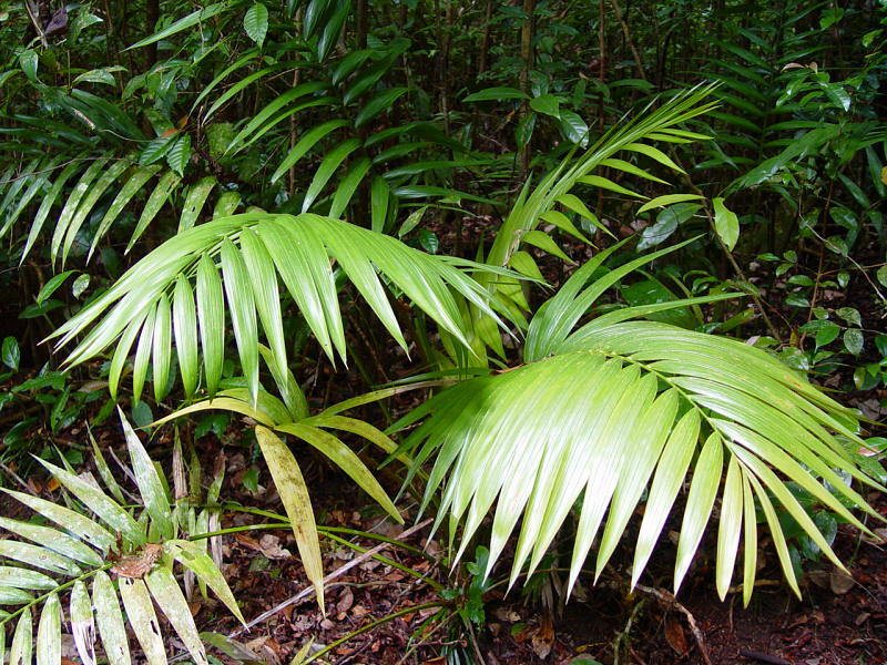 Kentia palm