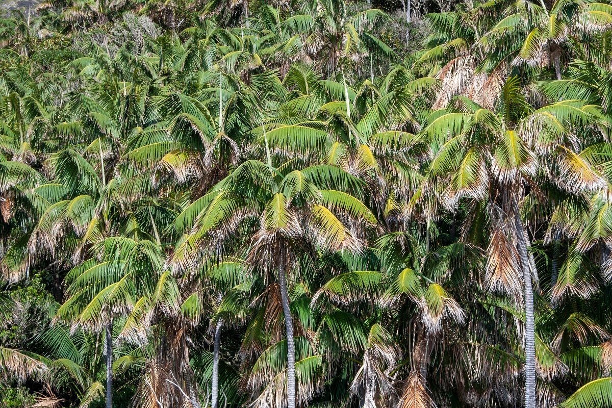 Kentia palm