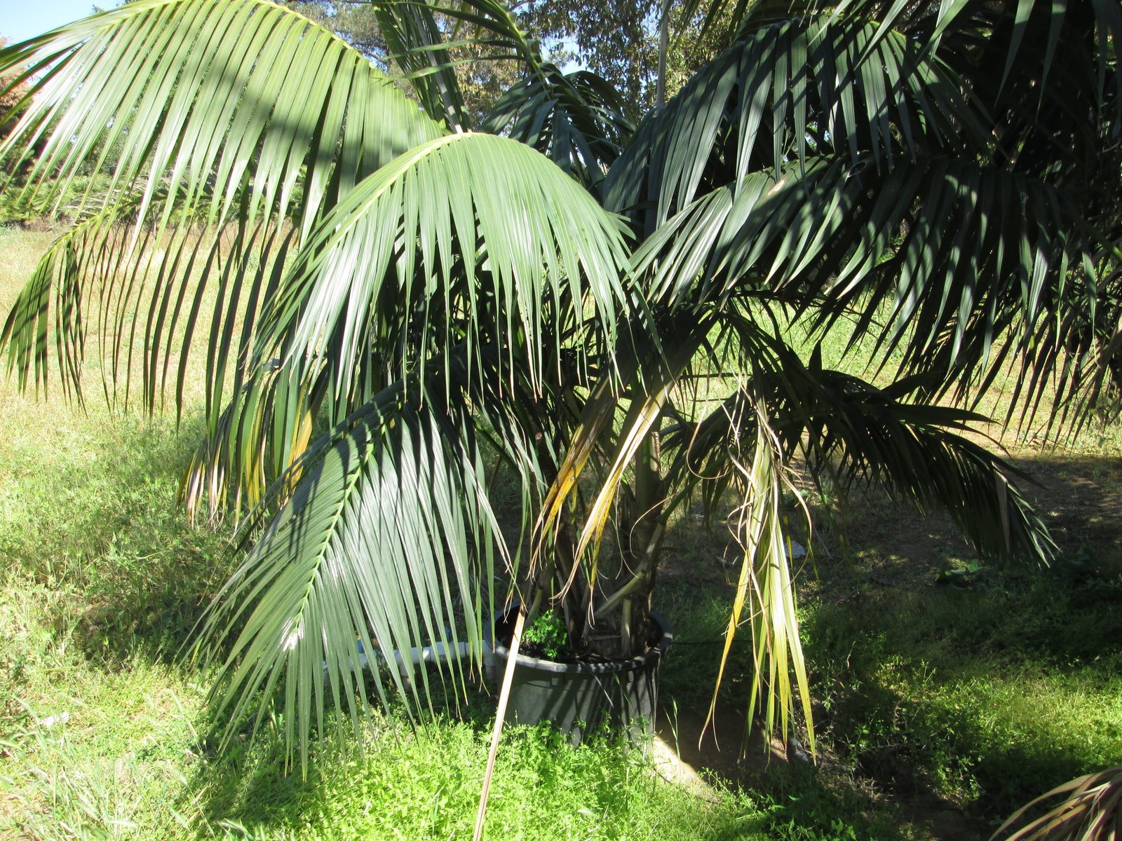 Kentia palm