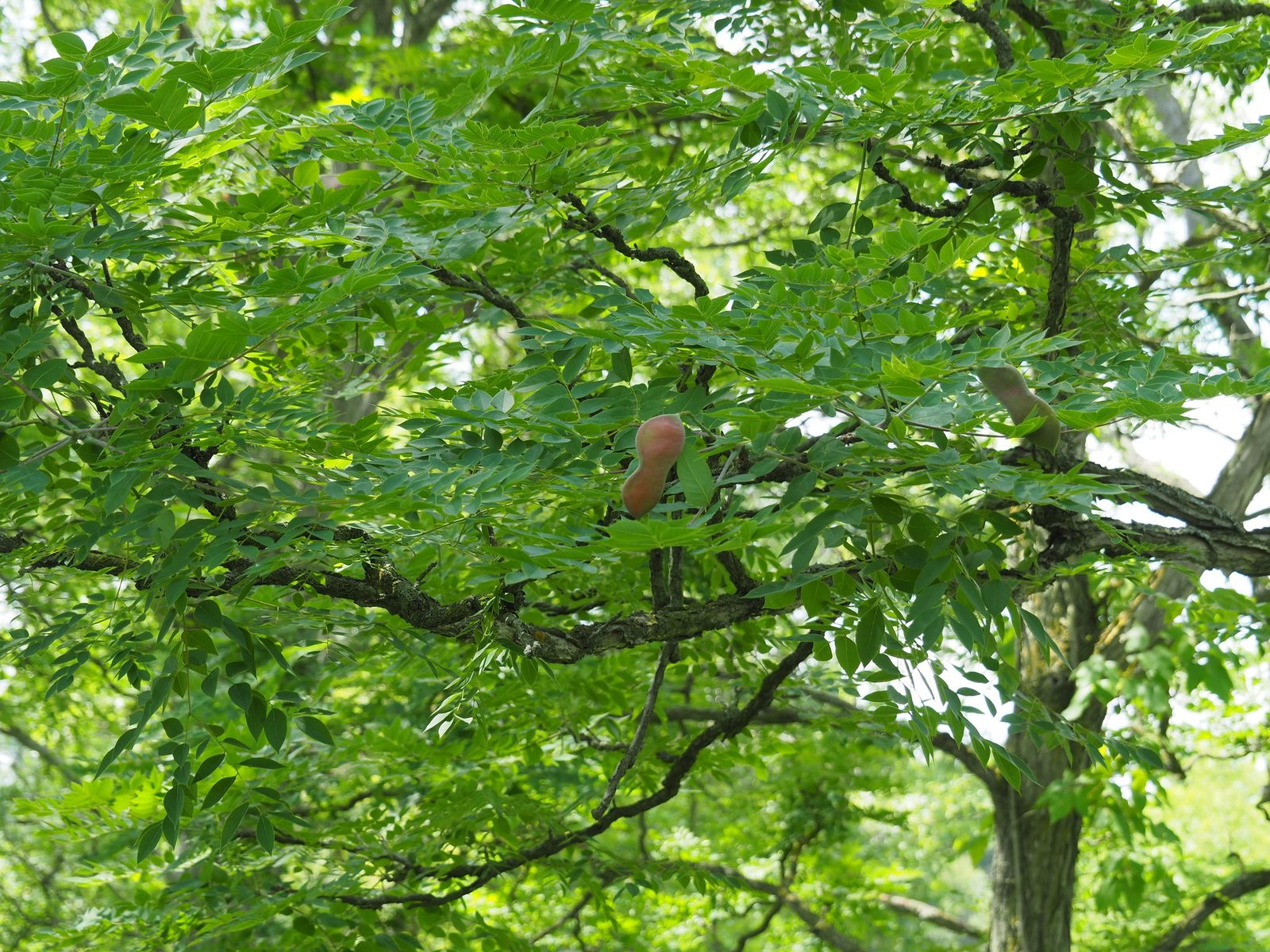 Kentucky coffeetree