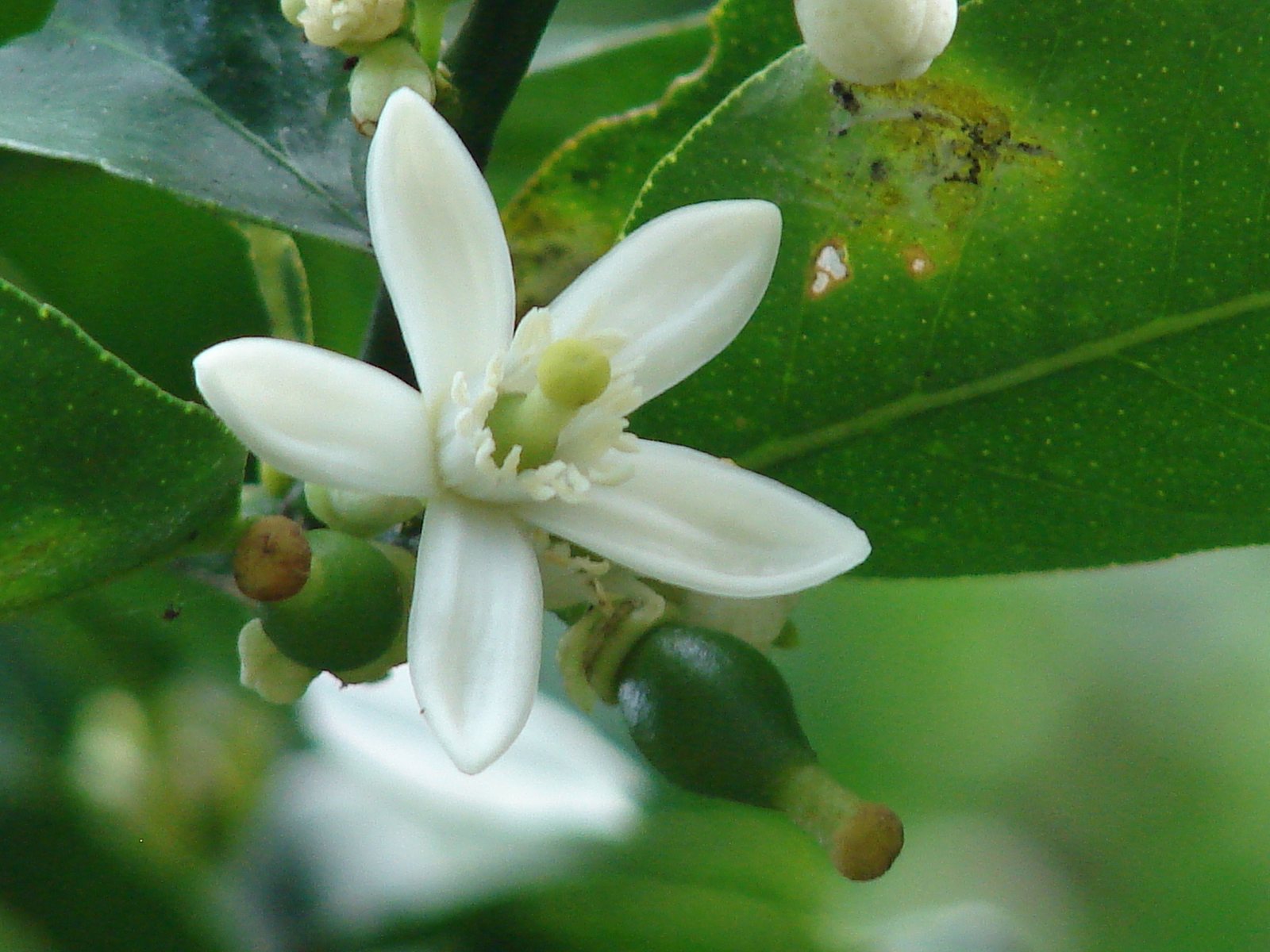 Key lime