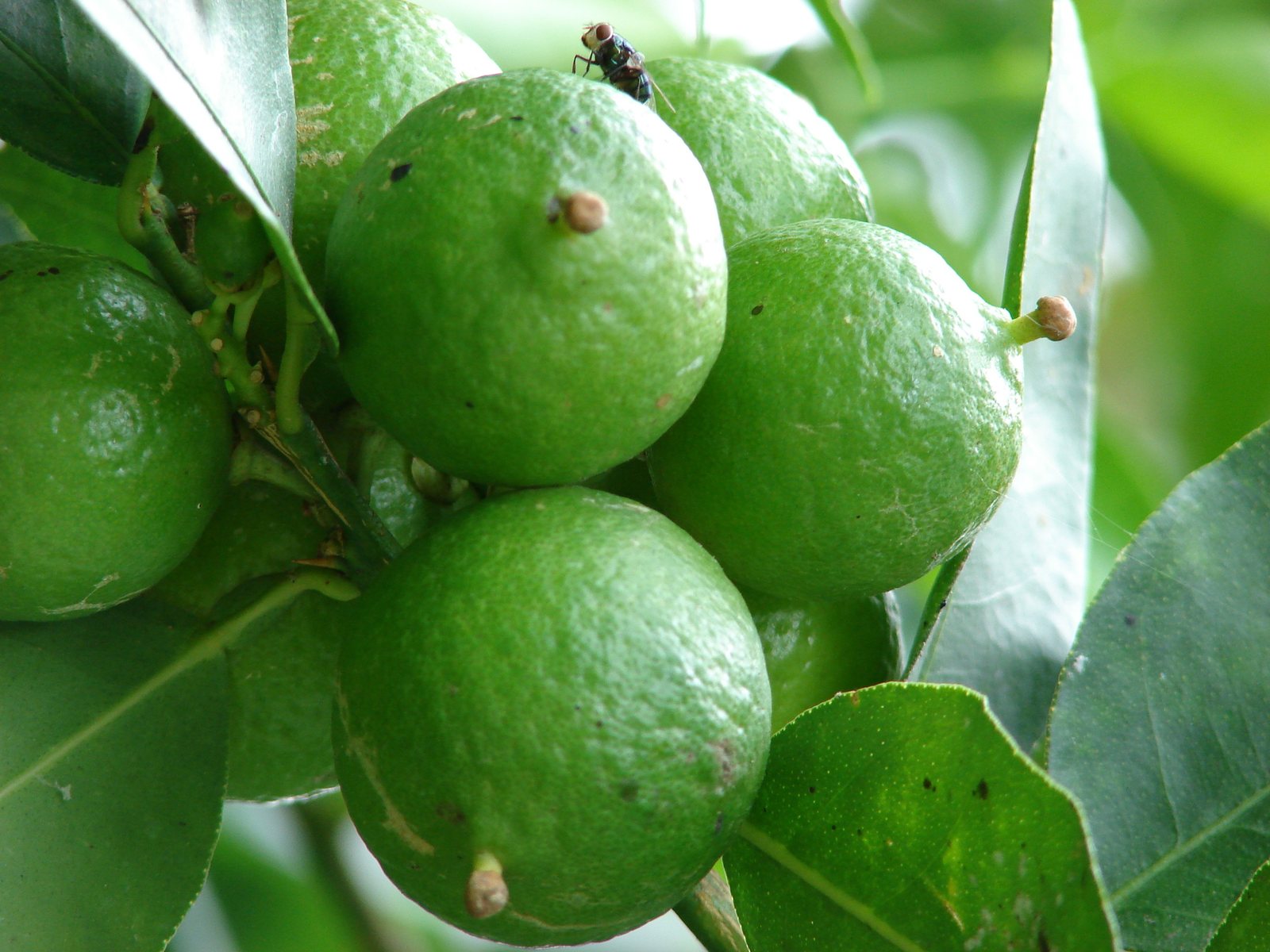 Key lime