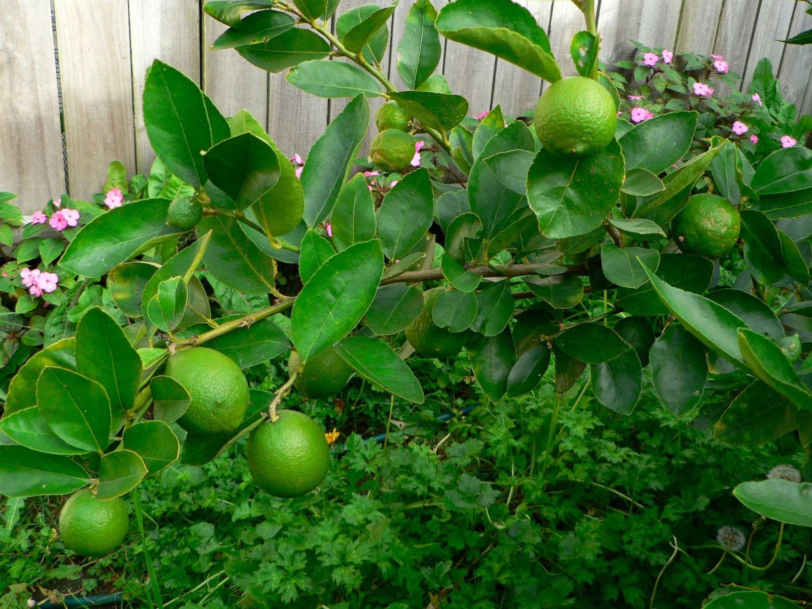 Key lime