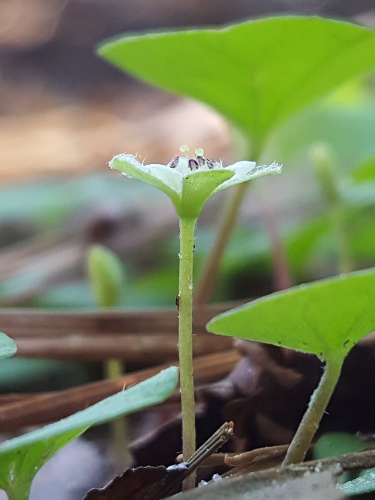 Kidney weed