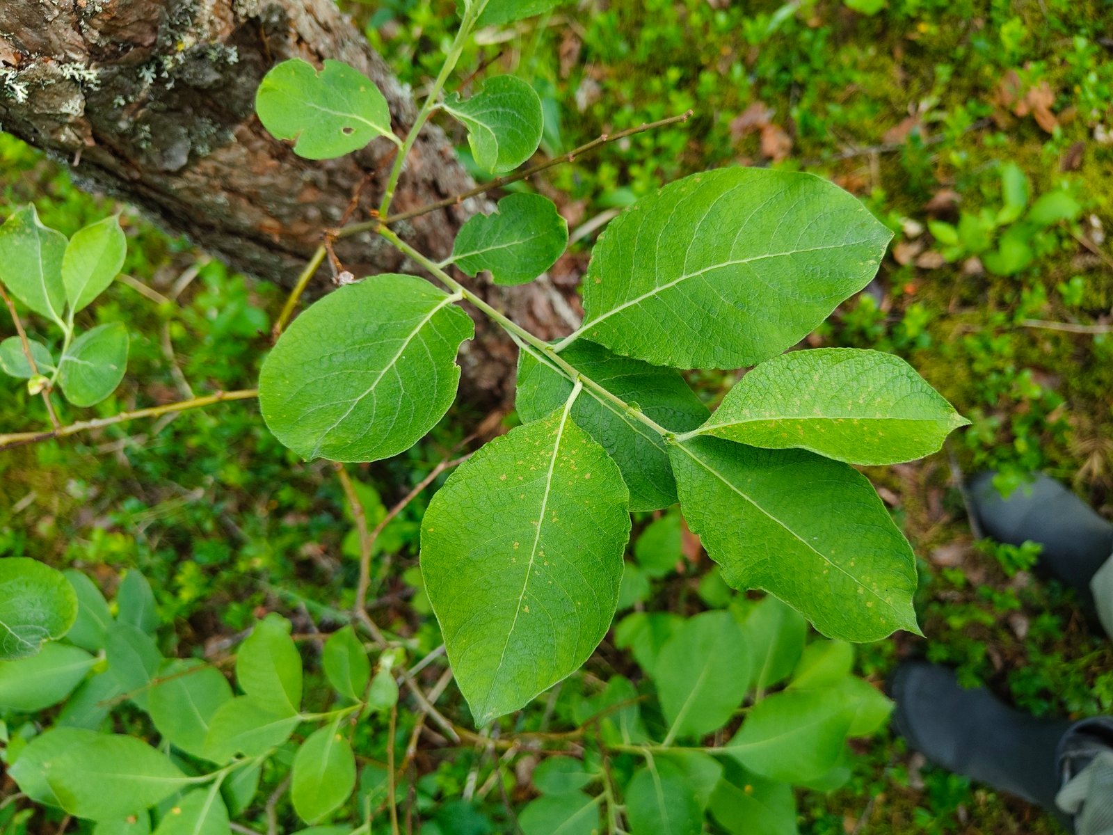 Kilmarnock willow