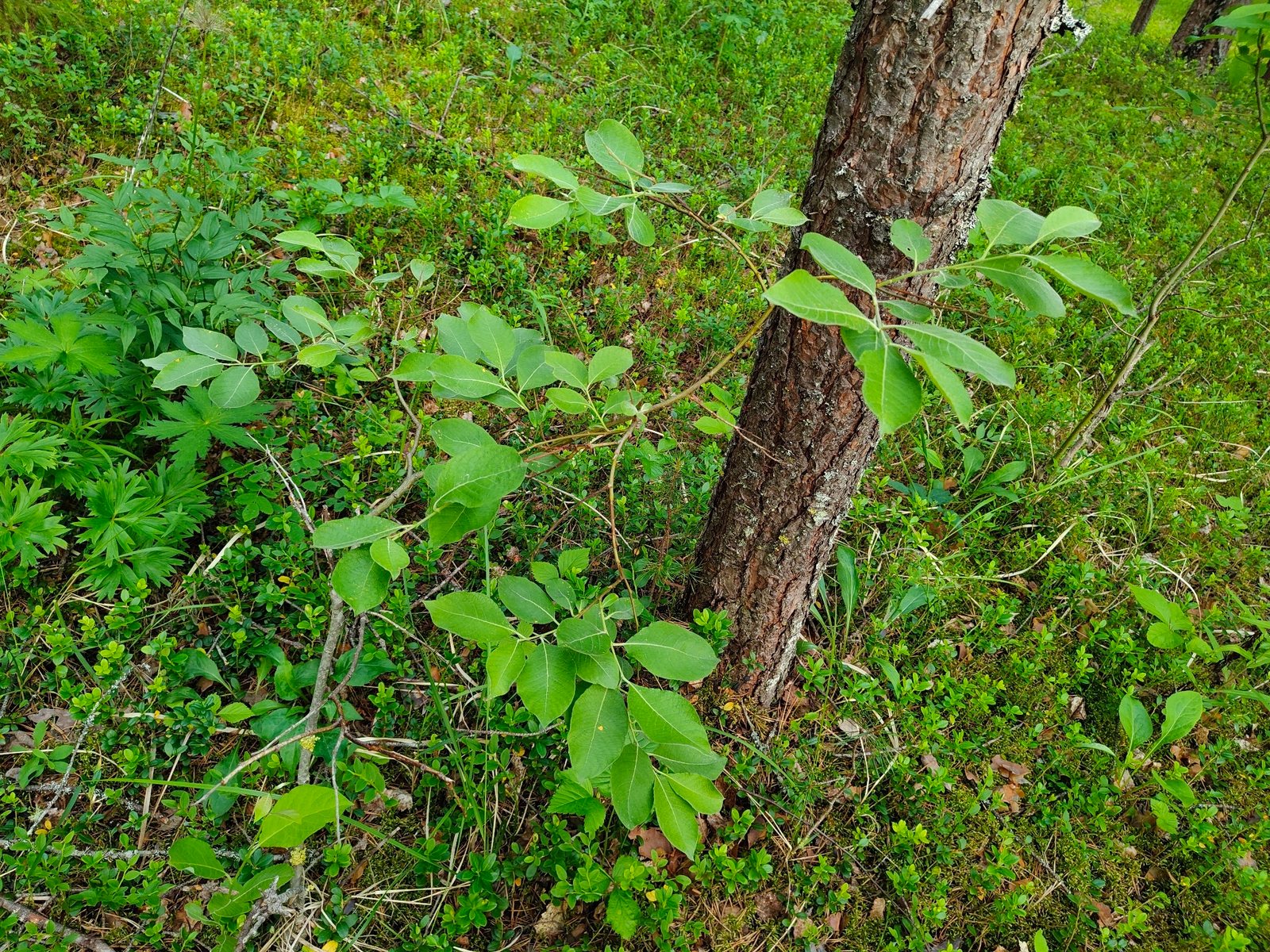 Kilmarnock willow