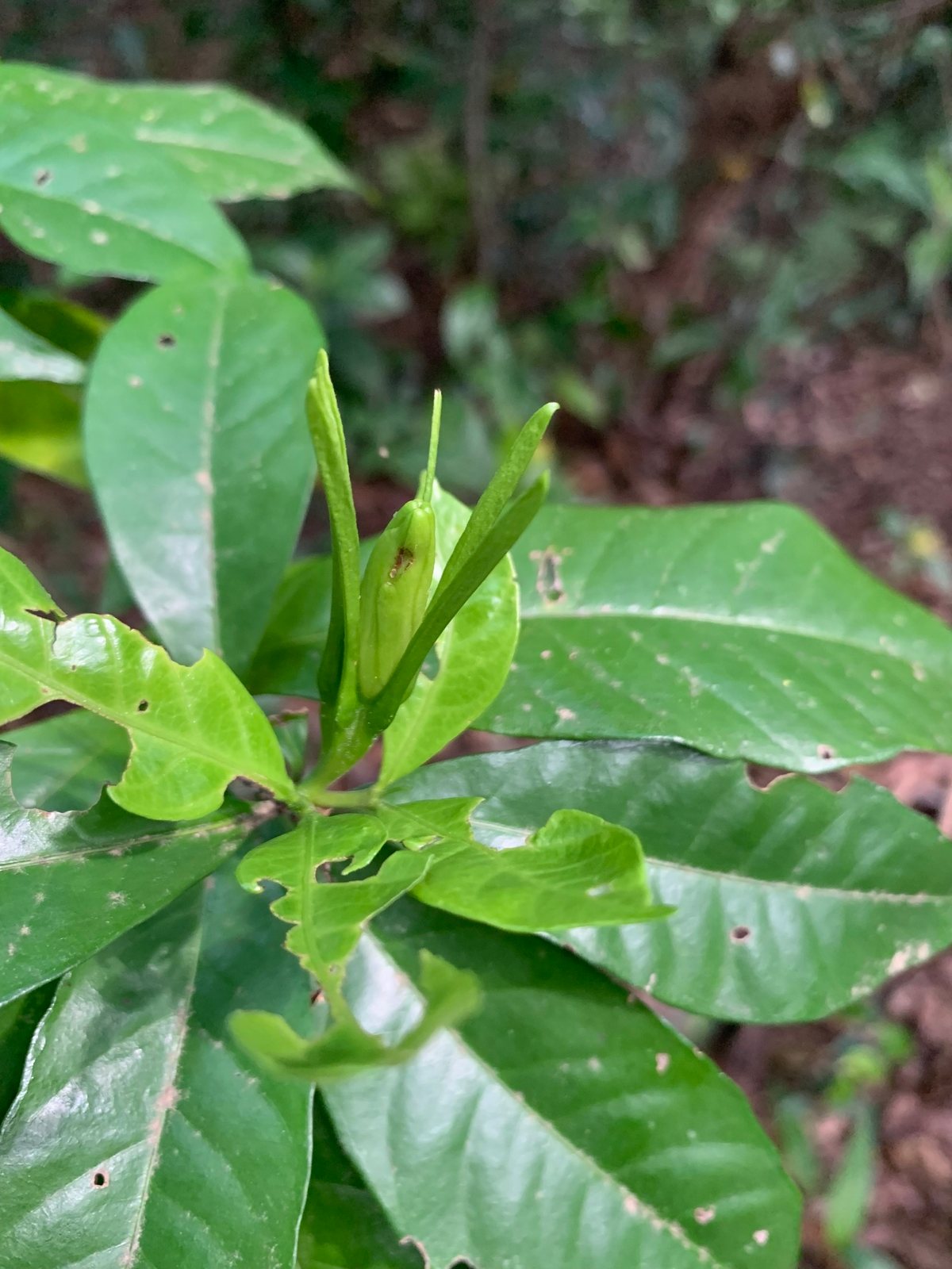 Kleim's Hardy gardenia