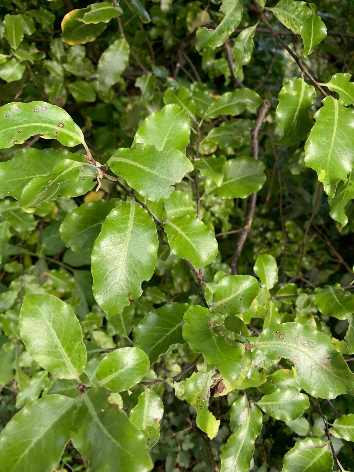 Kohuhu