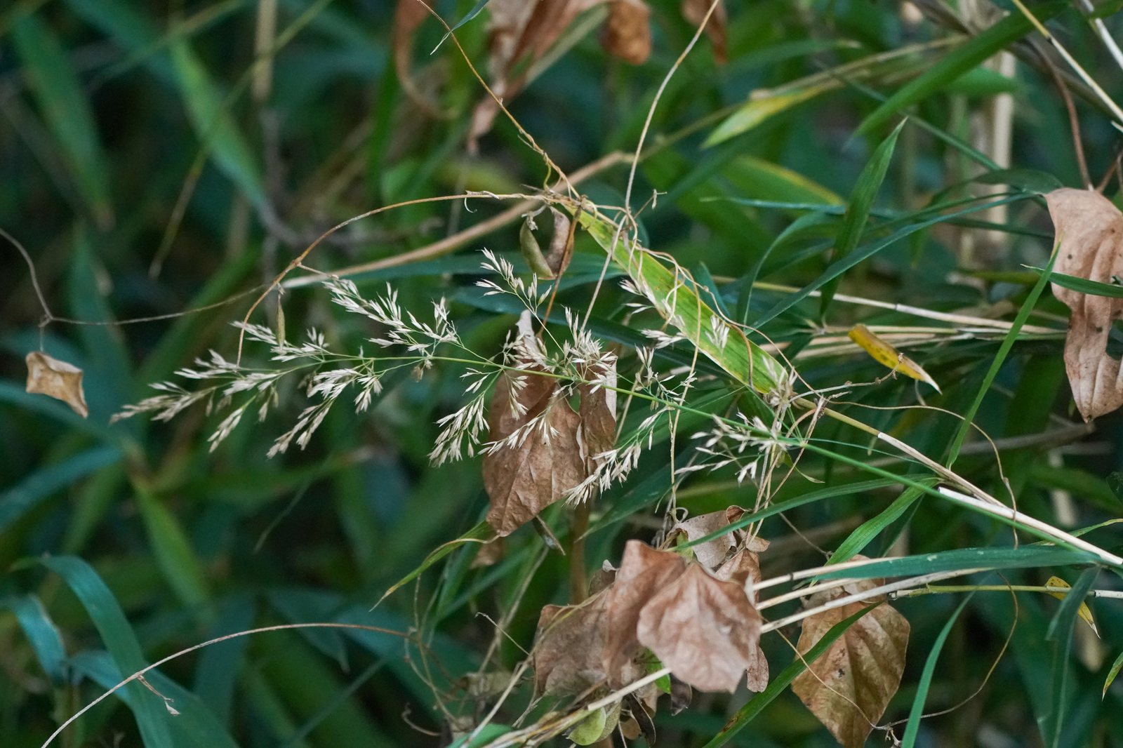 Korean feather reed grass