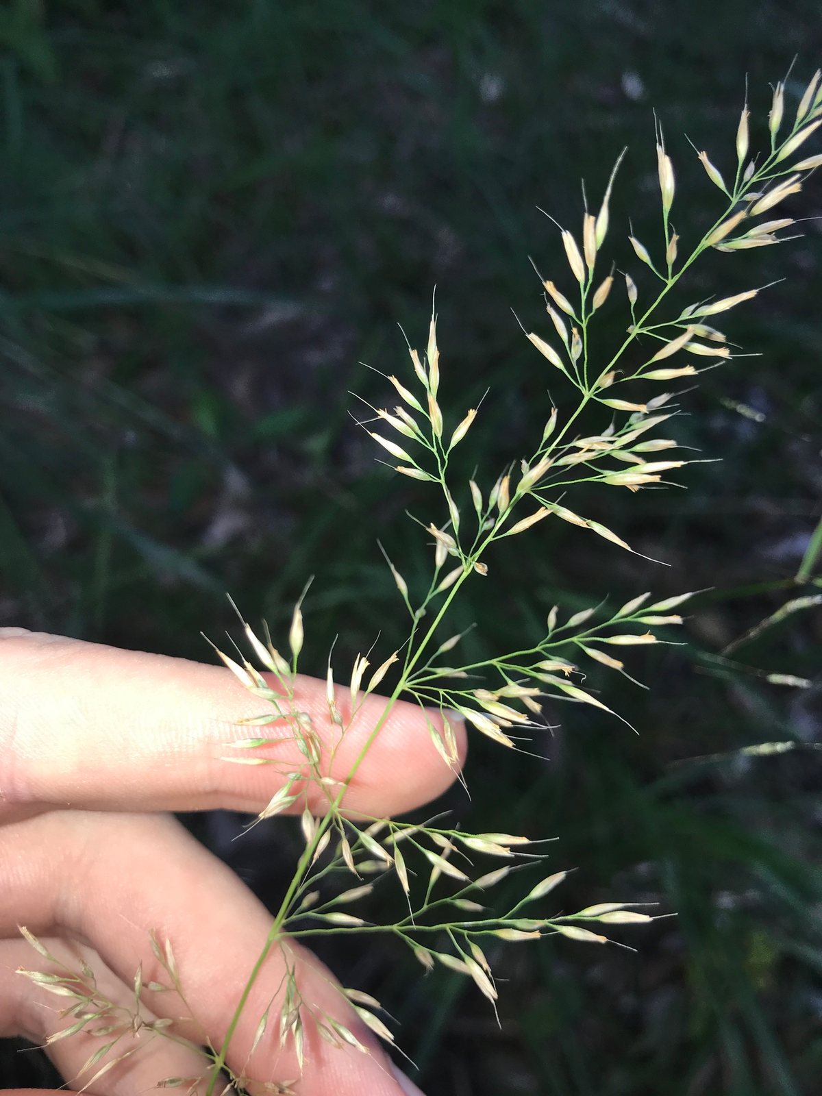 Korean feather reed grass