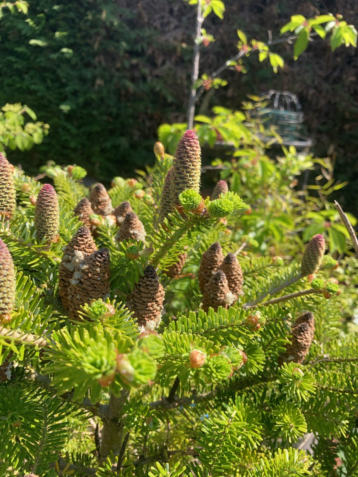 Korean fir