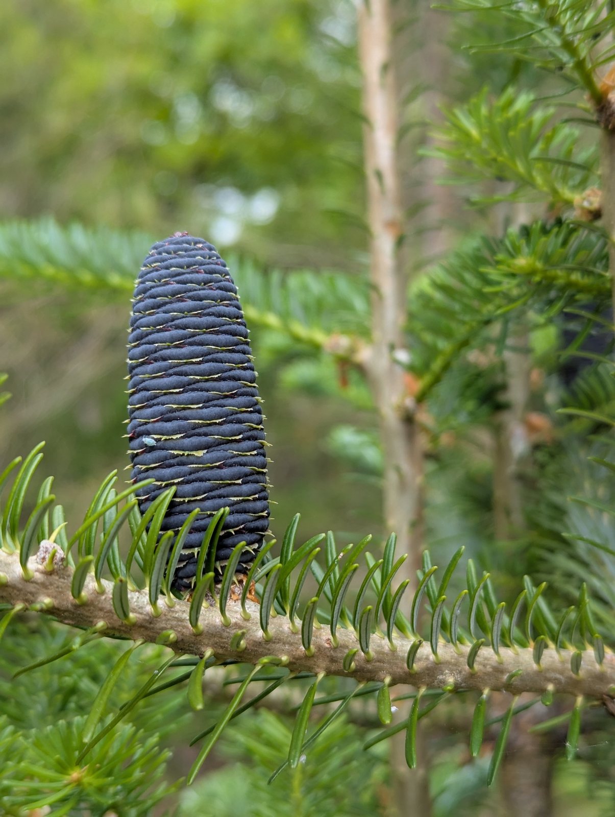 Korean fir