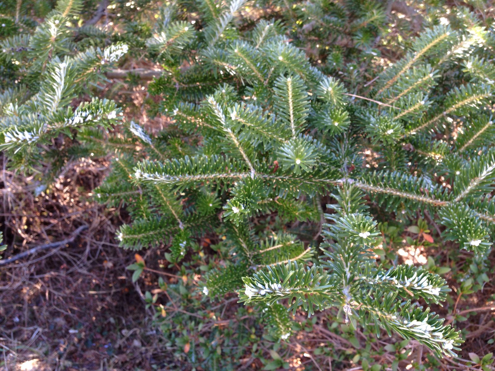 Korean fir