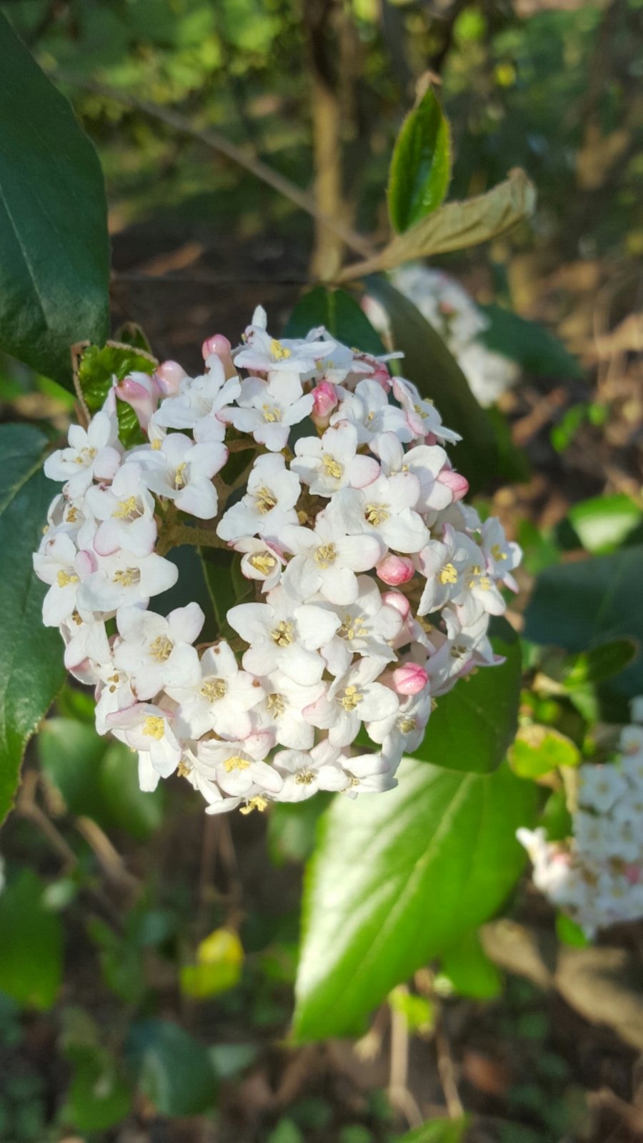 Koreanspice viburnum