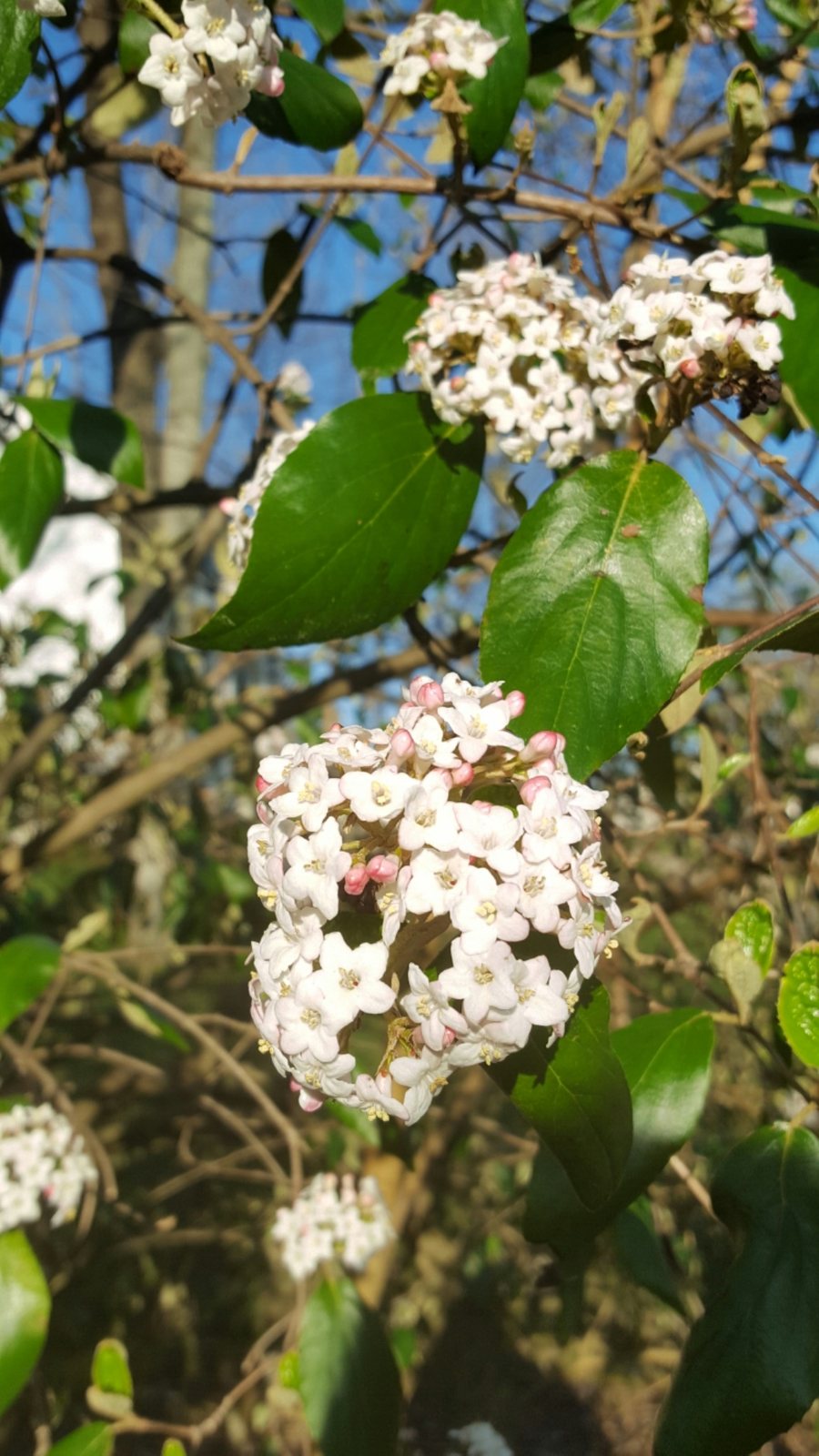 Koreanspice viburnum