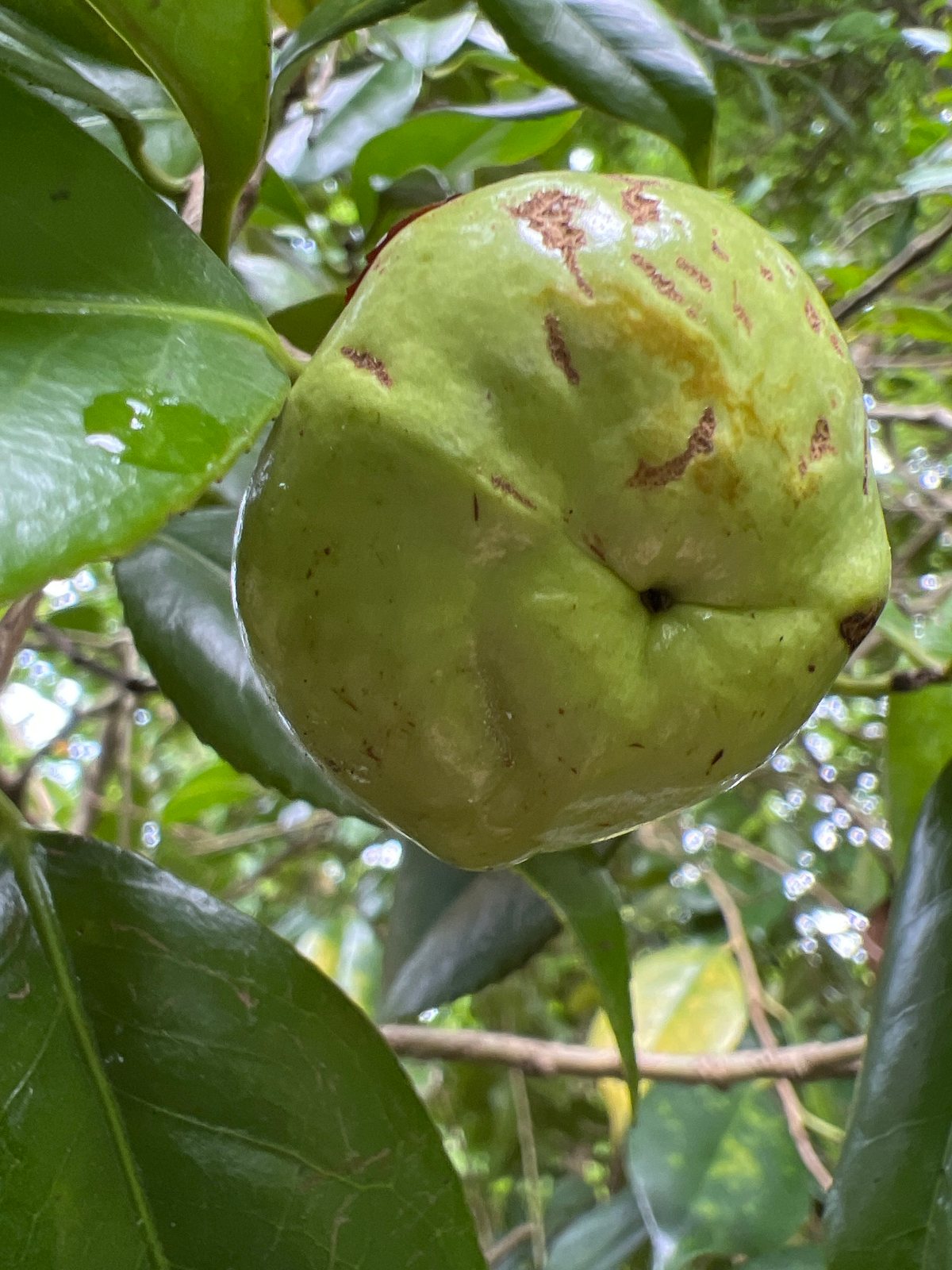 Kramer's Supreme camellia