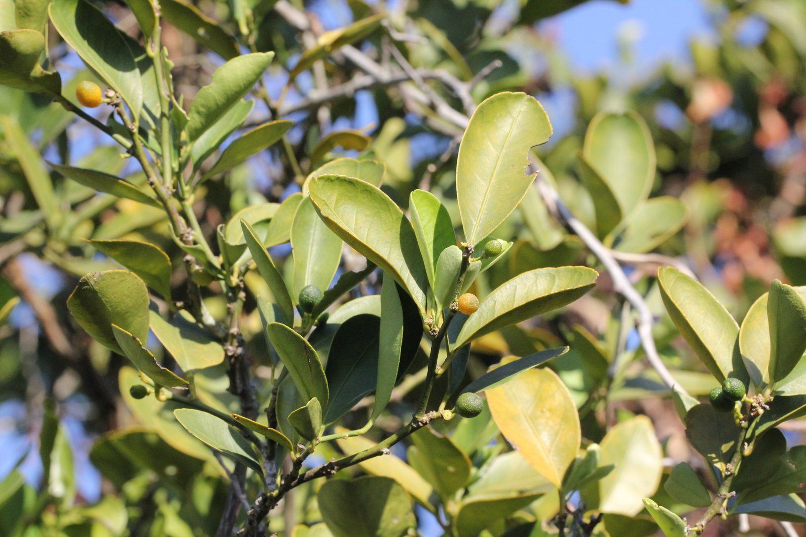 Kumquat