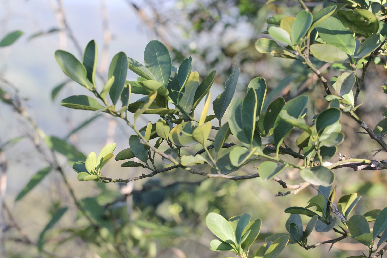 Kumquat