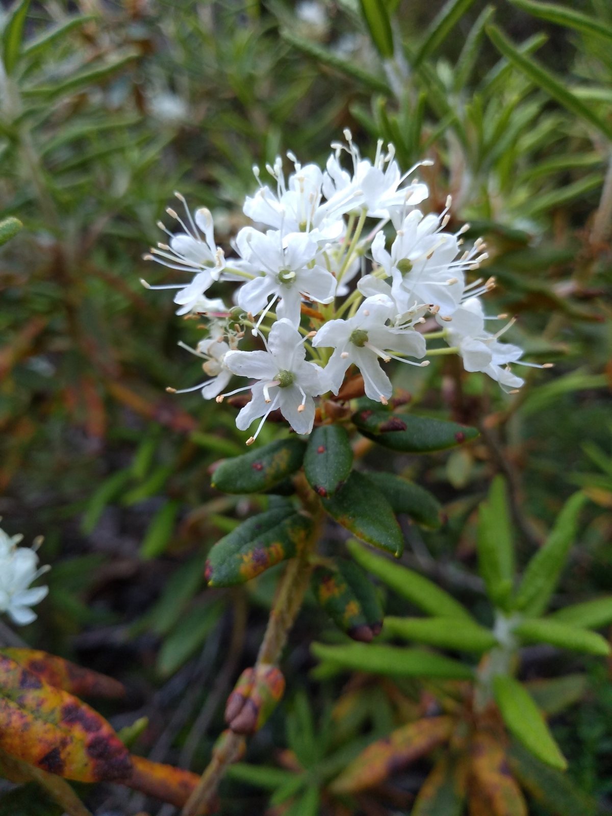 Labrador tea