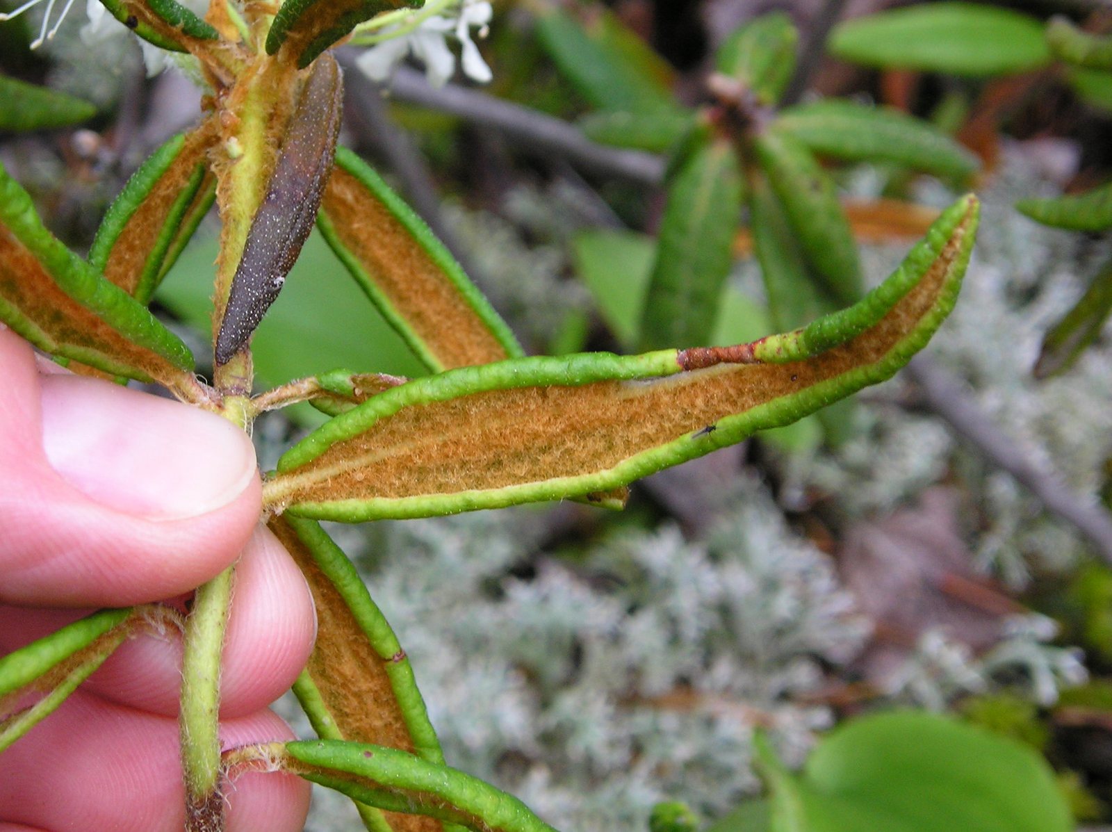 Labrador tea