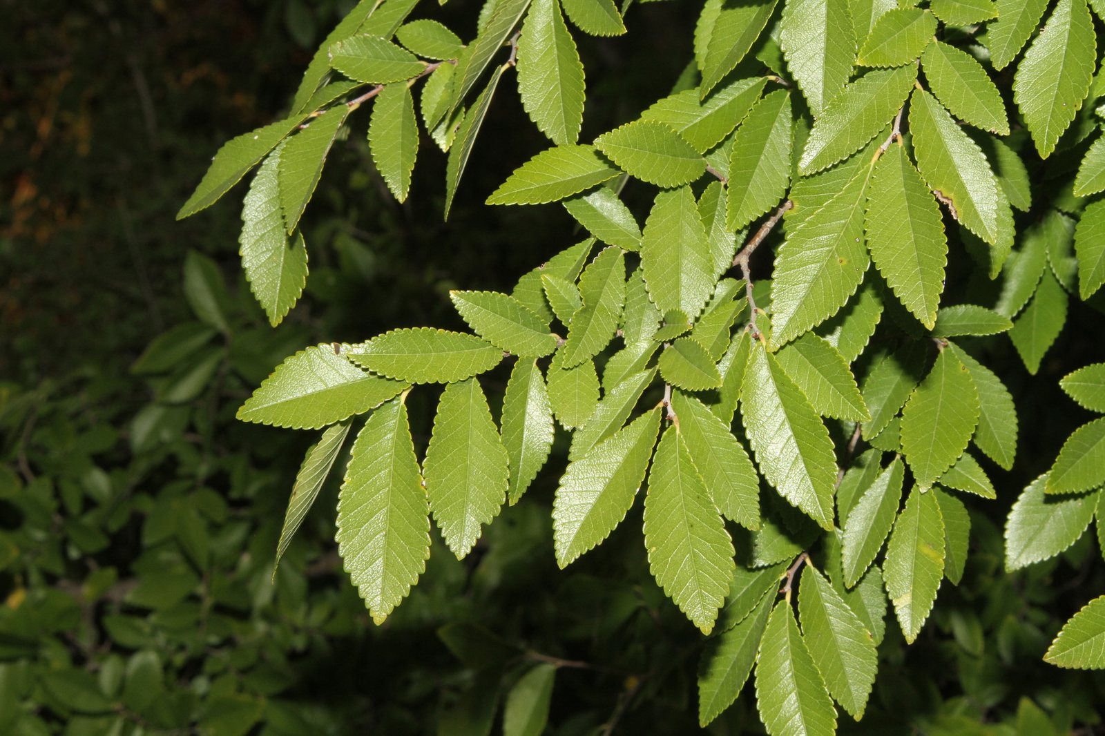 Lacebark elm