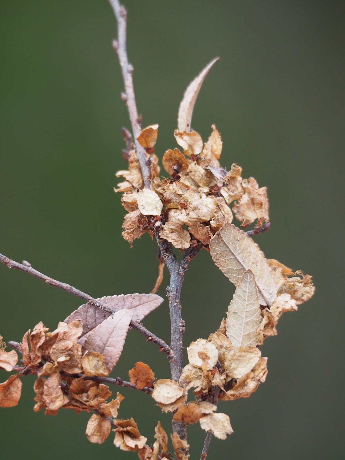 Lacebark elm