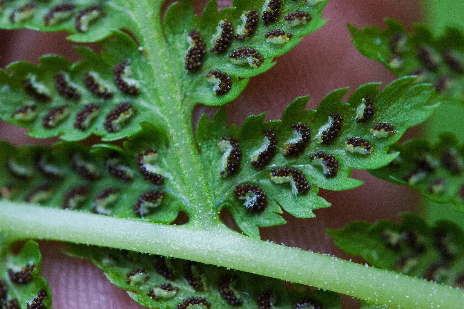 Lady fern 'Lady in Red'