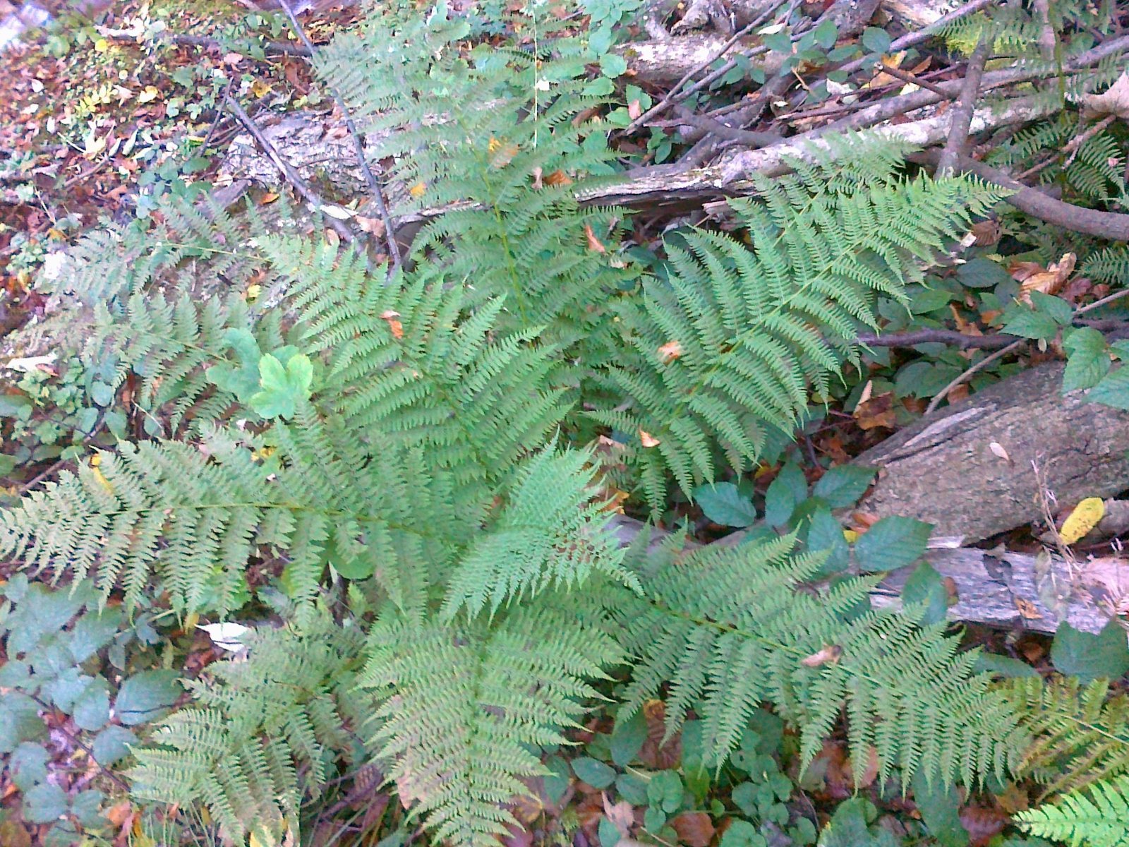 Lady fern 'Lady in Red'