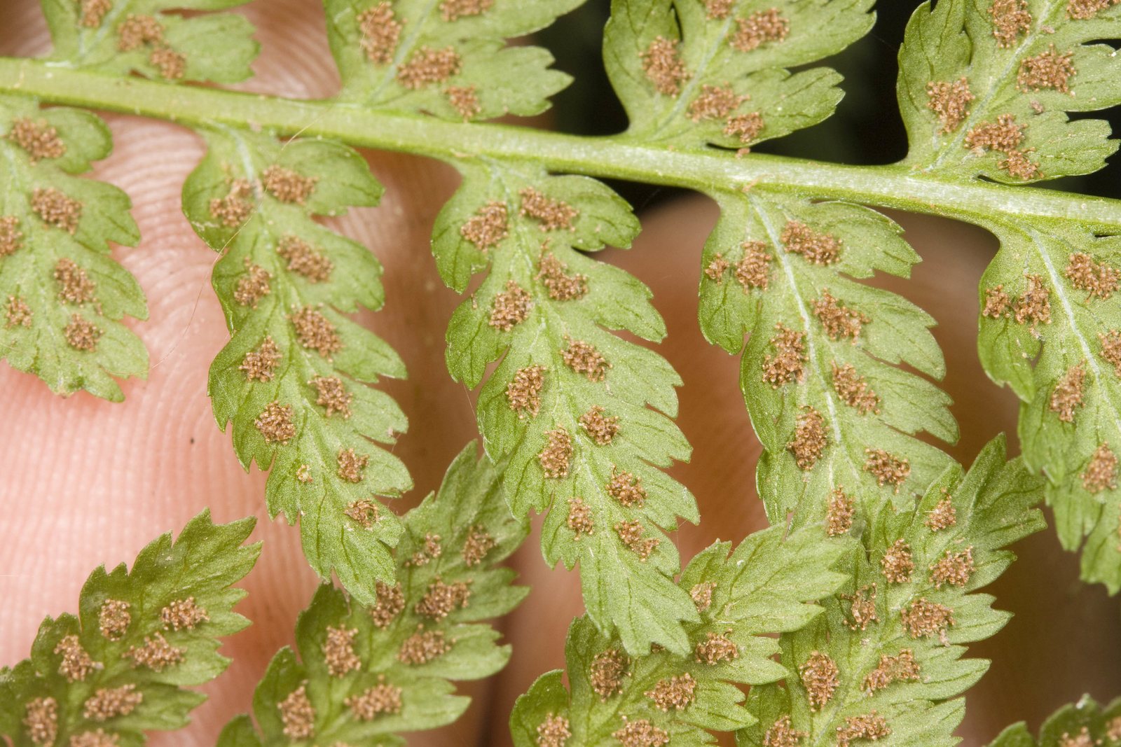 Lady fern 'Lady in Red'