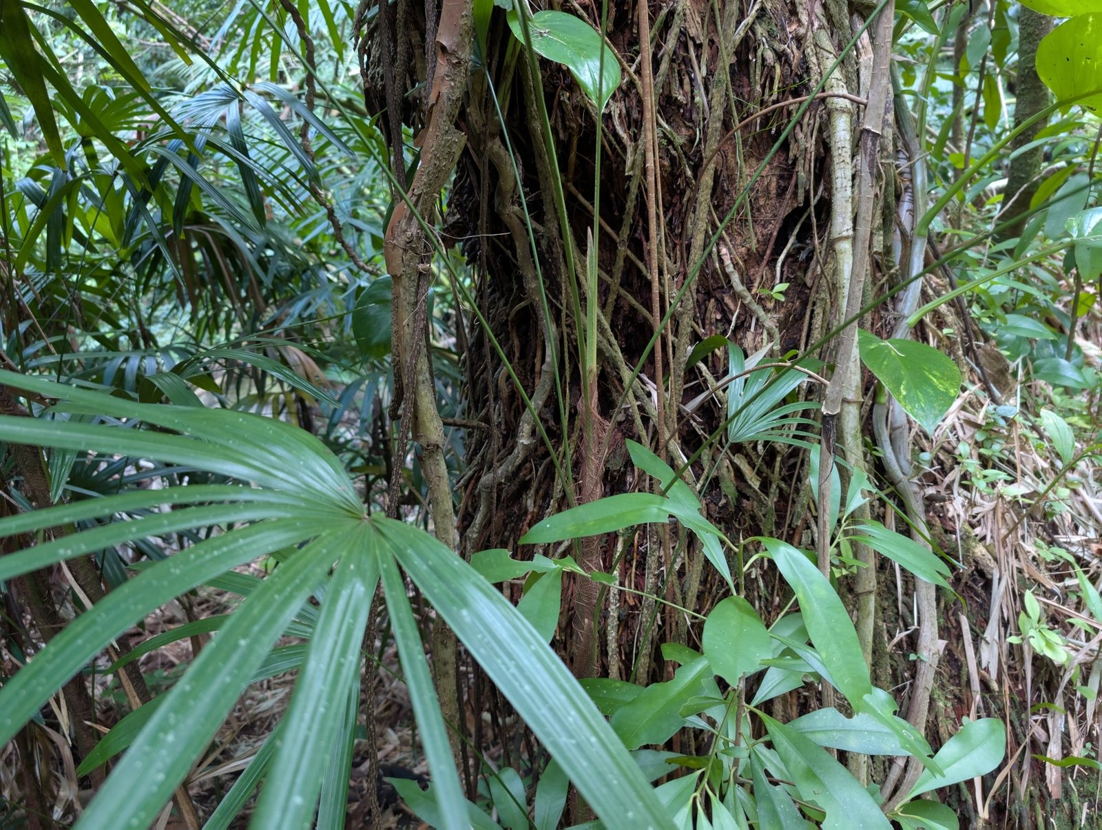 Lady palm