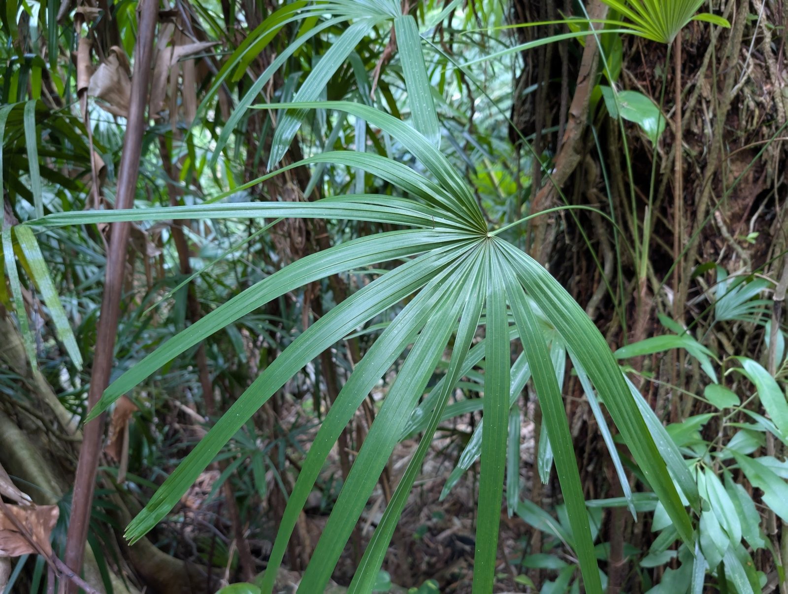 Lady palm