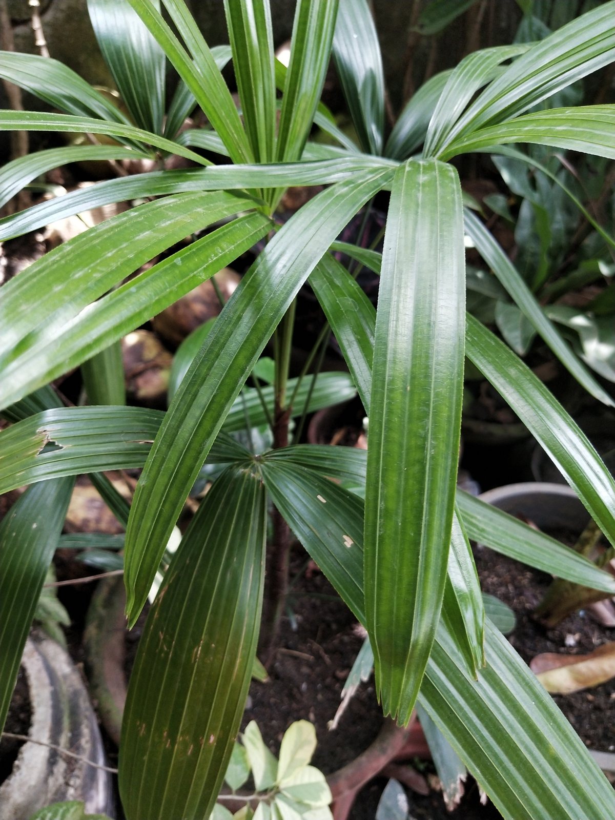 Lady palm