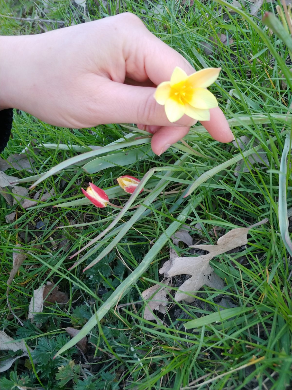 Lady tulip