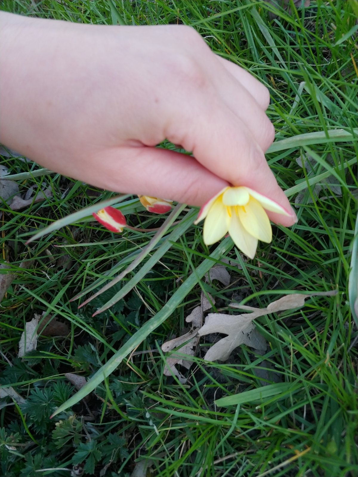 Lady tulip
